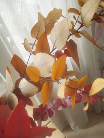 autumncolor.jpg