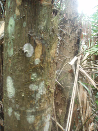bambootree1.jpg