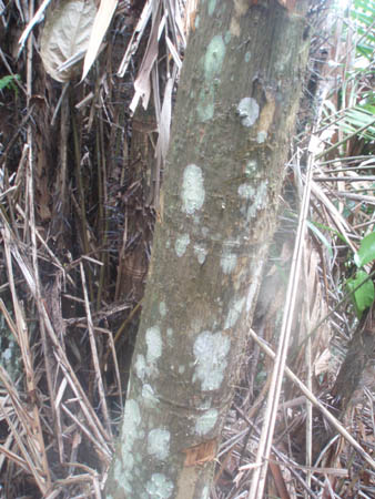bambootree2.jpg
