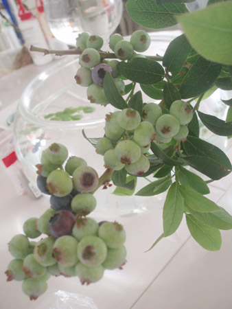 blueberry2.jpg
