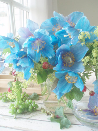bluepoppy.jpg