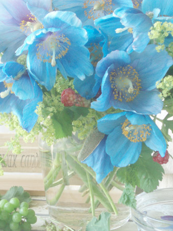bluepoppy2.jpg