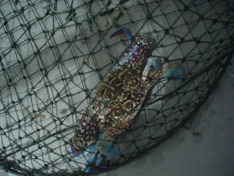 crab1.jpg