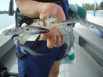 crab2.jpg