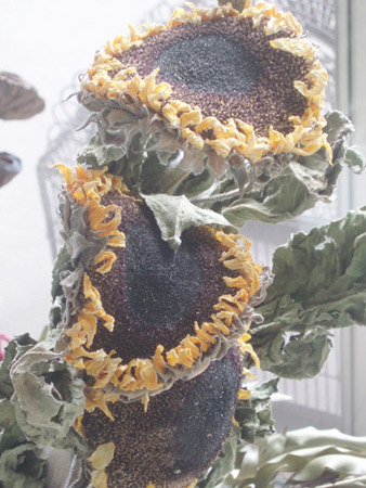 drysunflower.jpg