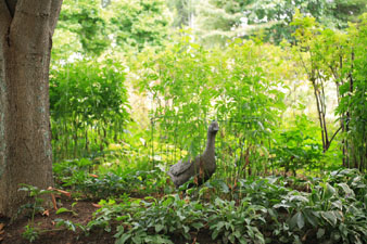 gardengoose.jpg