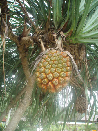 pineapple.jpg