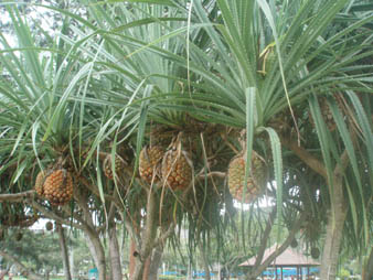 pineapple2.jpg