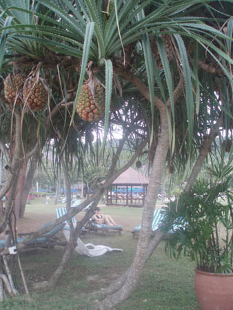 pineapple3.jpg