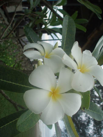plumeria.jpg