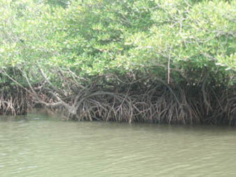 river4.jpg