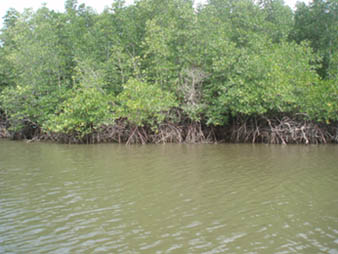 river5.jpg