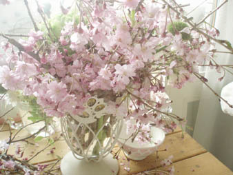 shidaresakura.jpg