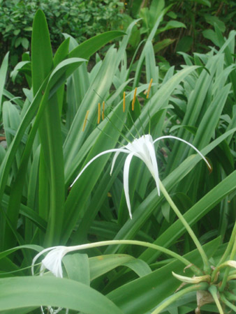 shiroihana.jpg