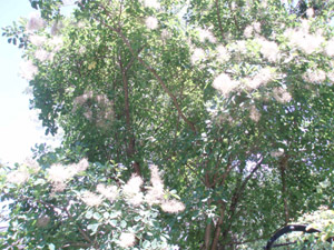 smoketree.jpg