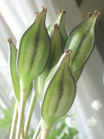 tulipseed.jpg