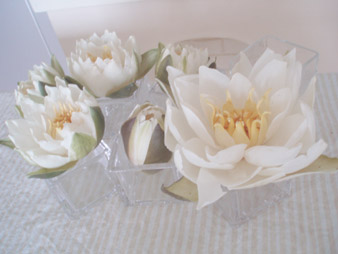 waterlily.jpg