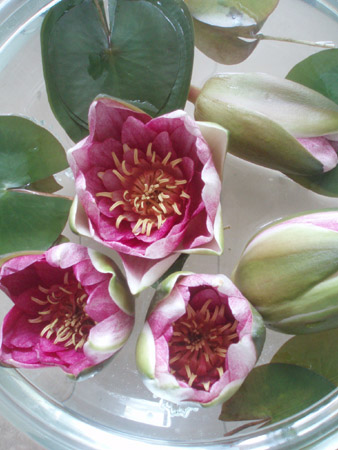 waterlily2.jpg