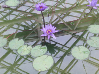 waterlily4.jpg
