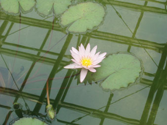 waterlily5.jpg